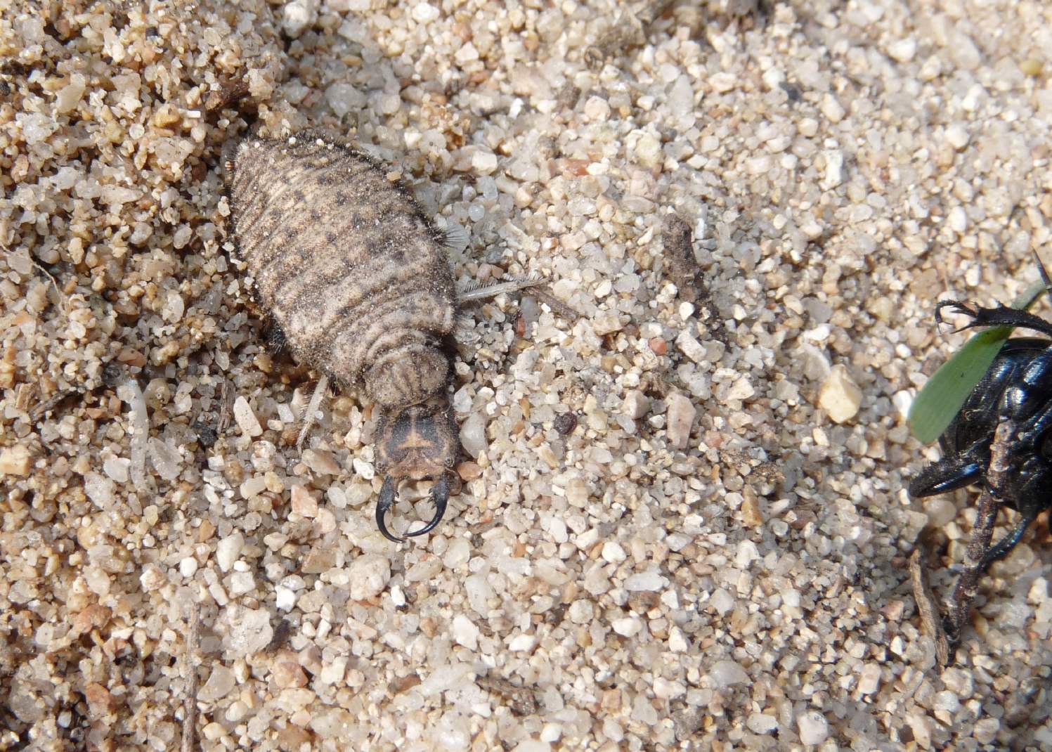 [Acanthaclisis occitanica larva] Tagliole nella sabbia